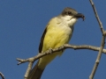 Thick-billed Kingbird