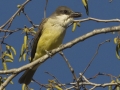 Thick-billed Kingbird