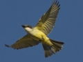 Thick-billed Kingbird