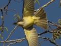 Thick-billed Kingbird