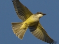 Thick-billed Kingbird