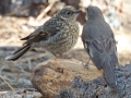 Townsend's Solitaire