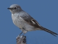 Townsend's Solitaire