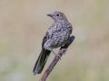 Townsend's Solitaire