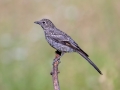 Townsend's Solitaire