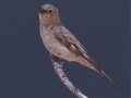 Townsend's Solitaire