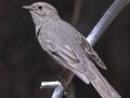Townsend's Solitaire