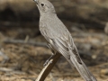 Townsend's Solitaire