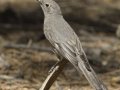 Townsend's Solitaire