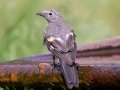 Townsend's Solitaire