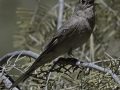 Townsend's Solitaire