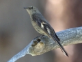 Townsend's Solitaire