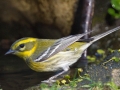 Townsend's Warbler