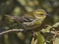 Townsend's Warbler