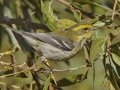 Townsend's Warbler