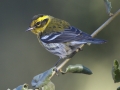 Townsend's Warbler