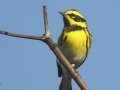 Townsend's Warbler