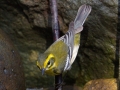 Townsend's Warbler