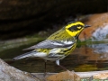 Townsend's Warbler