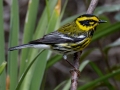 Townsend's Warbler