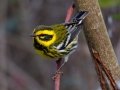 Townsend's Warbler