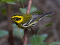 Townsend's Warbler