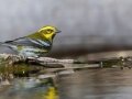 Townsend's Warbler - Mount Laguna - West Meadow Area