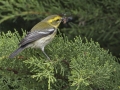 Townsend's Warbler