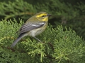 Townsend's Warbler