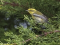 Townsend's Warbler