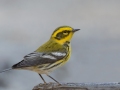 Townsend's Warbler - Palomar Mountain State Park