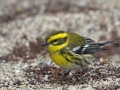 Townsend's Warbler