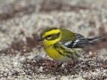 Townsend's Warbler