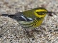 Townsend's Warbler