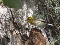 Townsend's Warbler