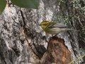 Townsend's Warbler