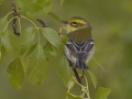 Townsend's Warbler