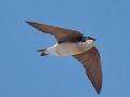 Tree Swallow
