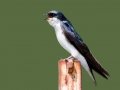 Tree Swallow