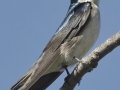 Tree Swallow