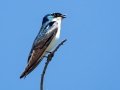 Tree Swallow