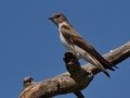 Tree Swallow
