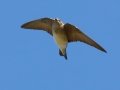Tree Swallow