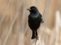 Tricolored Blackbird - Rangeland Rd., San Diego, California, 3/3/2017