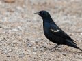 Tricolored Blackbird, Lindo Lakes, Lakeside, San Diego, California, 11/15/2019