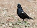 Tricolored Blackbird, Lindo Lakes, Lakeside, San Diego, California, 11/15/2019