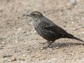 Tricolored Blackbird, Lindo Lakes, Lakeside, San Diego, California, 2/1/2019