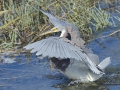 Tricolored Heron