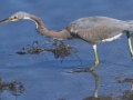 Tricolored Heron