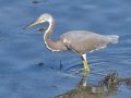 Tricolored Heron